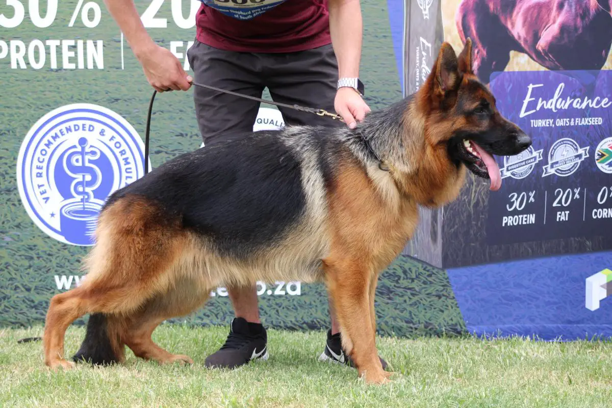 Kazandi german shepherd sales dogs