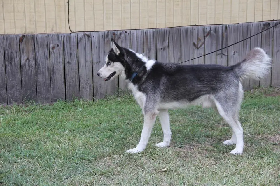 Chenyworth's Nanook