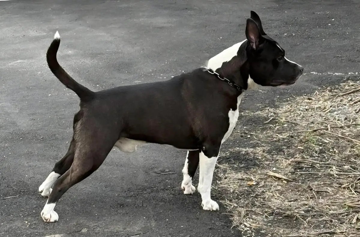 Real Am Staf Habanero