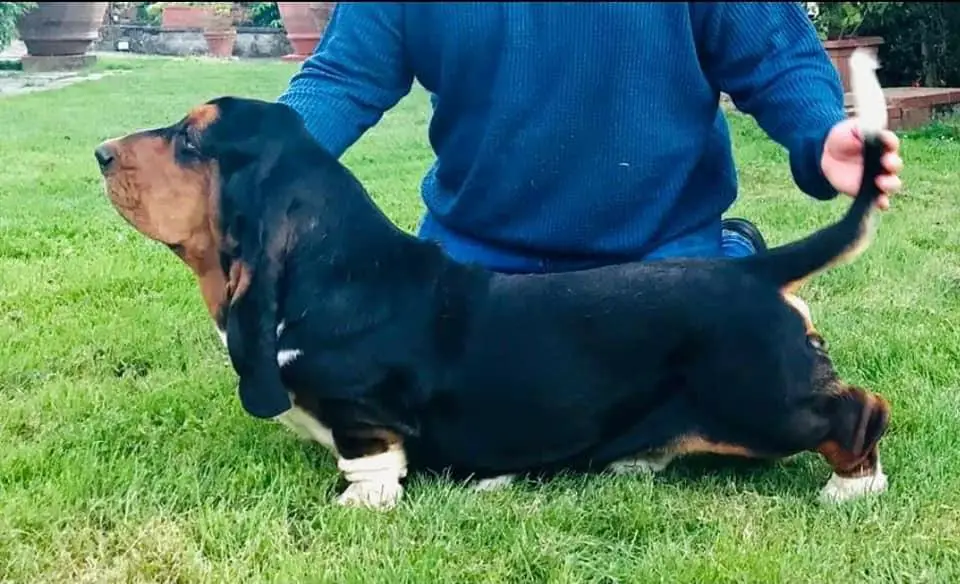 Valentino Di Casa Dal Pino