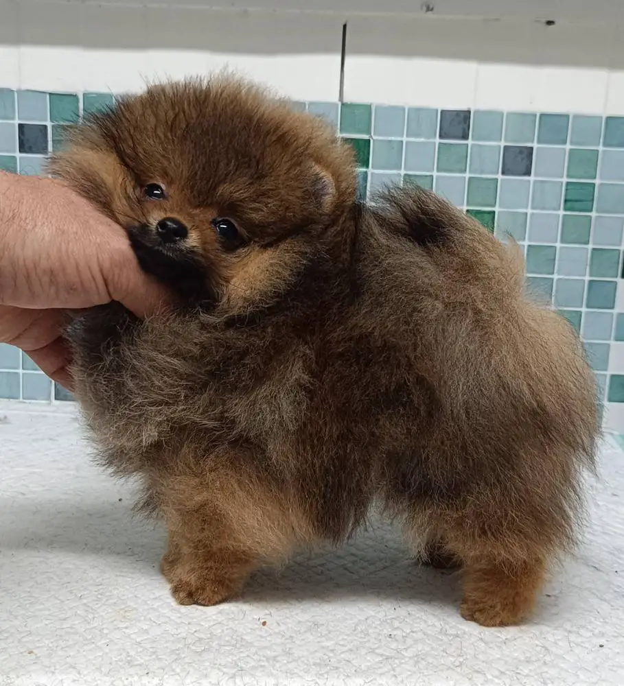 Aizens I´m A Cracker