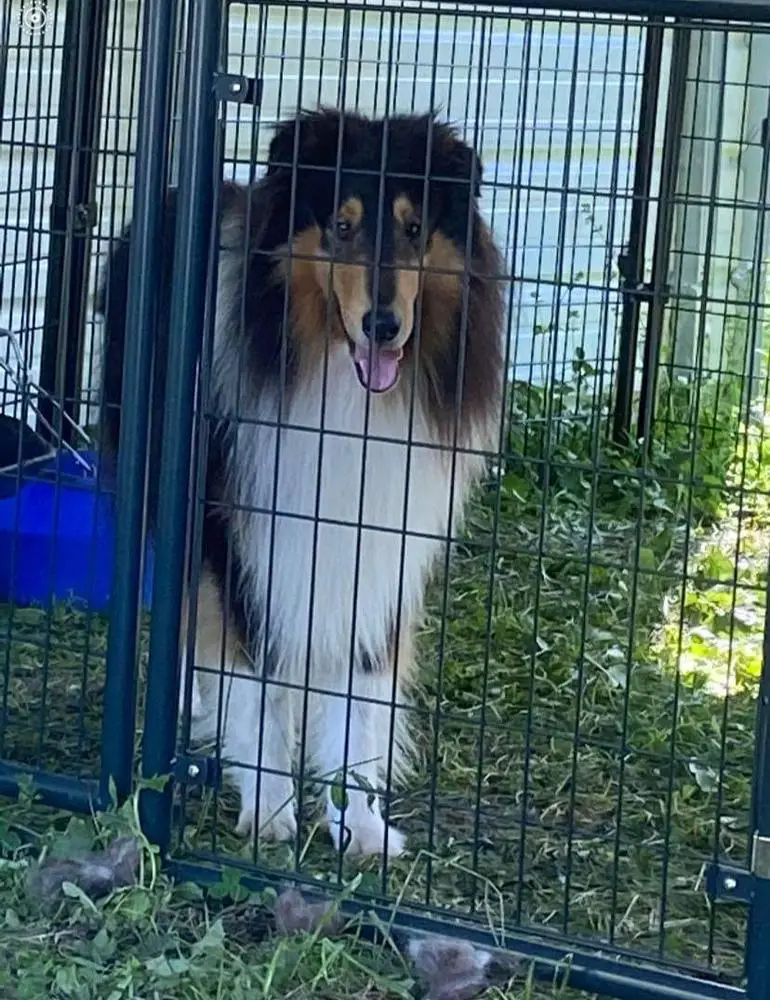 Lost Acres R-Star Edmond Out Of Narnia