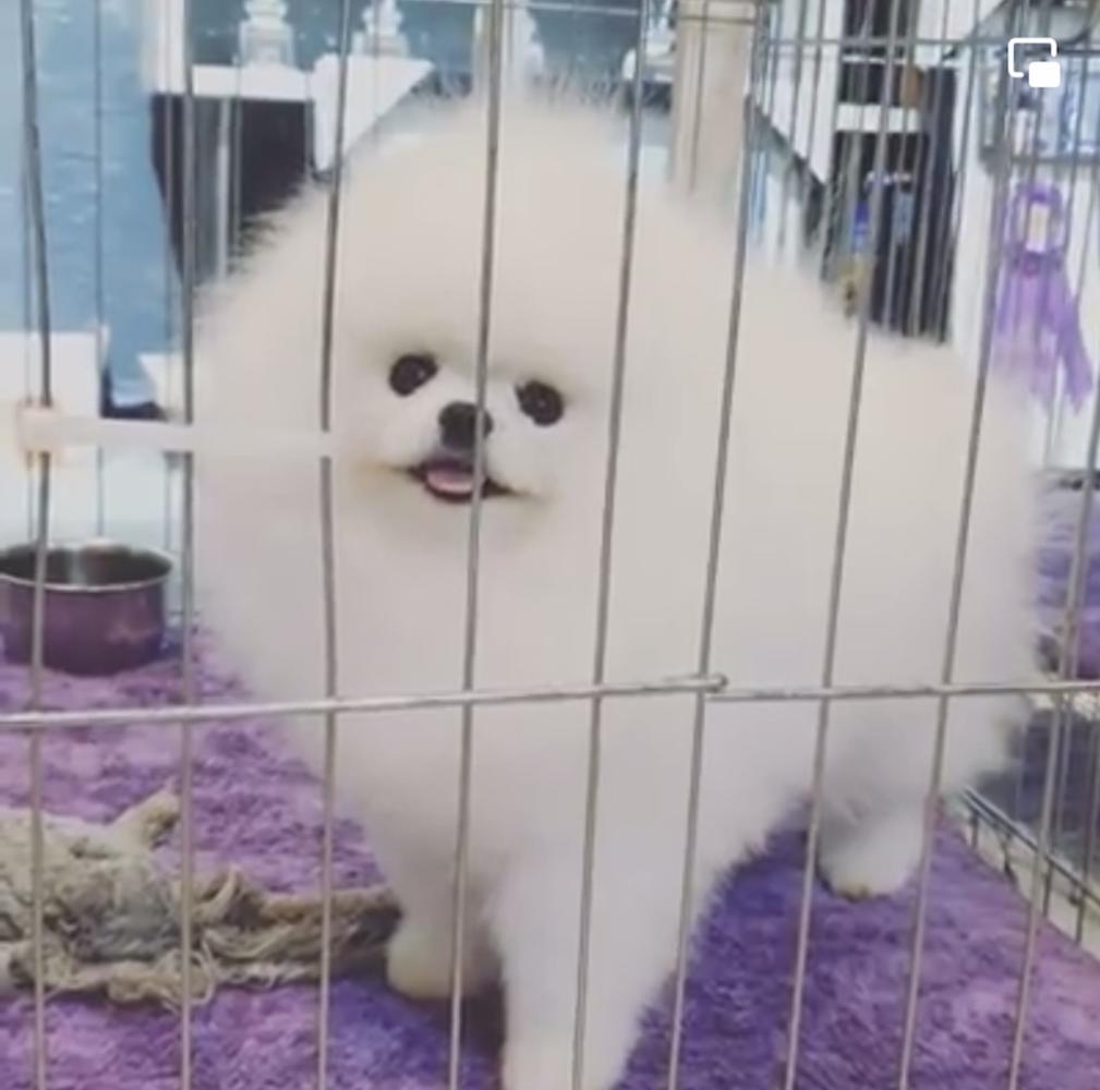 Handsome Boy Buddy Of Pom’s Holic