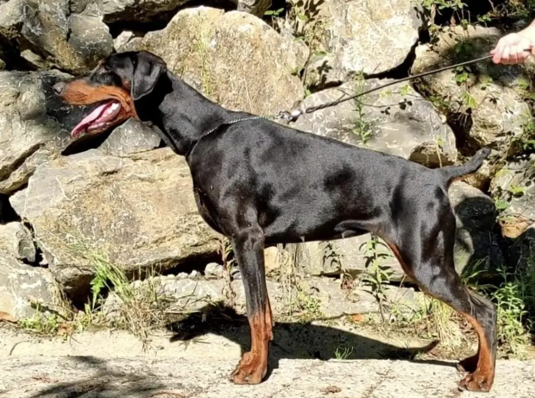 Mia de astur galian