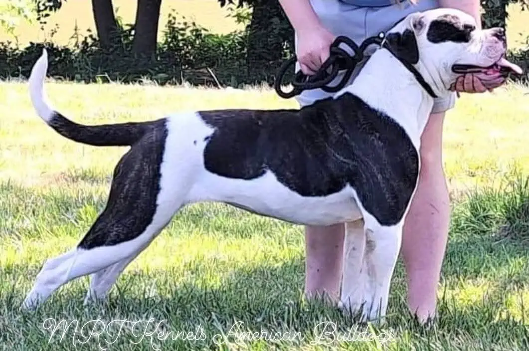 MRT'S Valkyrie of Johnson Kennels