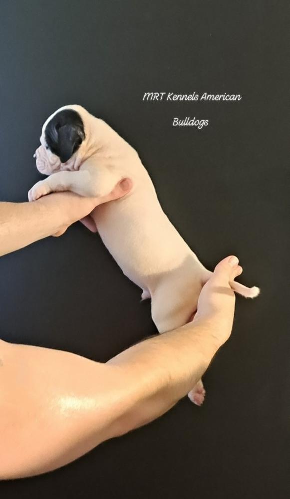 MRT's Rebel Rousier Franklin