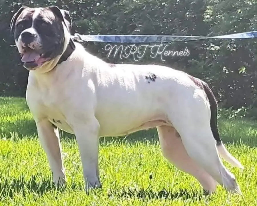 Johnson kennels hotsell