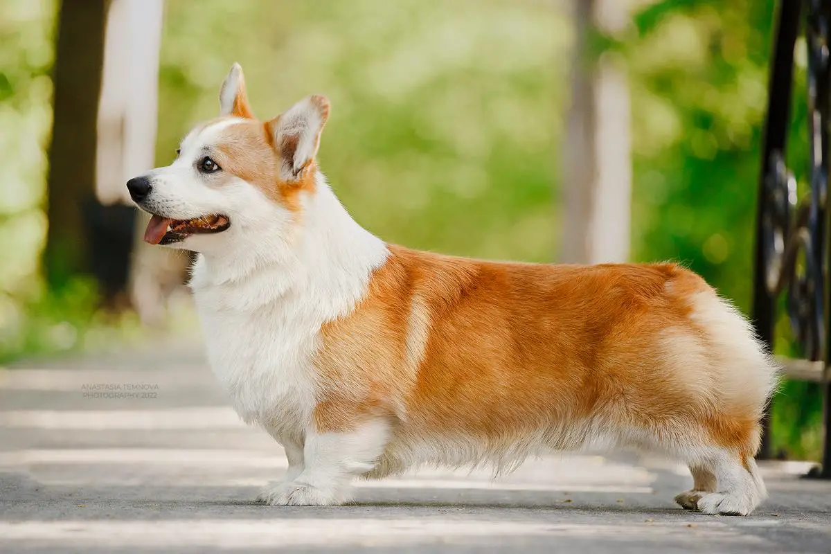 Вельш корги ркф. Вельш корги ркф. Вельш корги терьер белый. Продается корги 1450000 рублей. Ошейник вельш корги пемброк рыже белый.