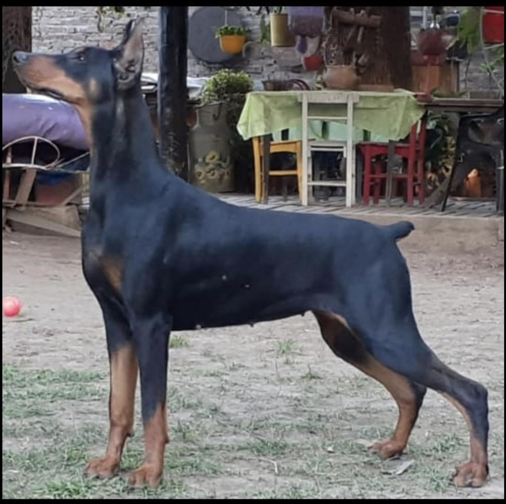 Cimbronazo o