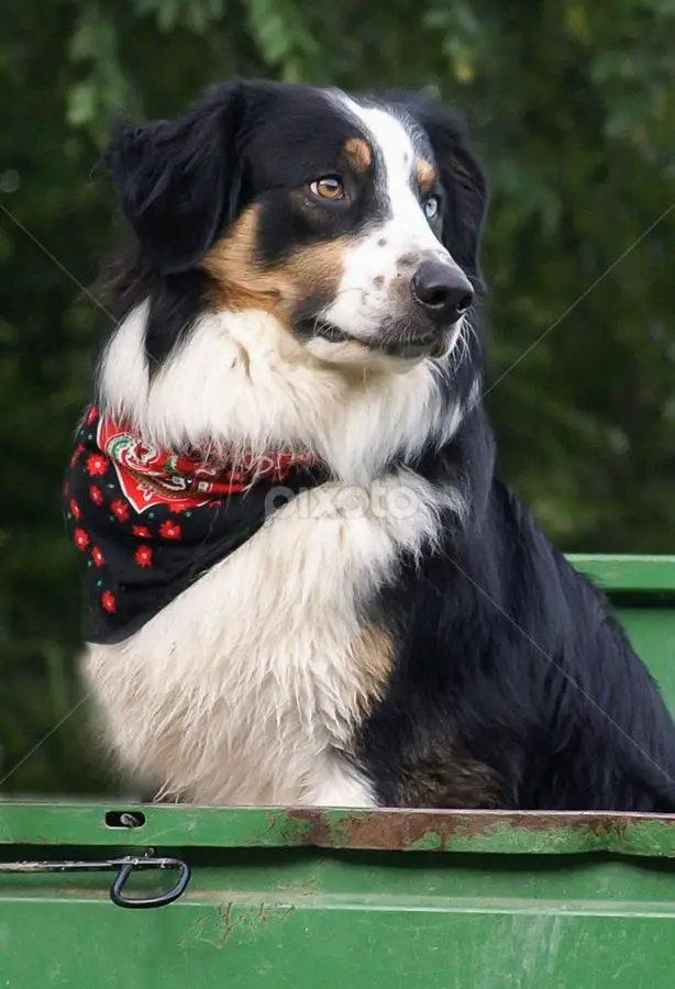 Maplegrovefarm Rimrock Drover