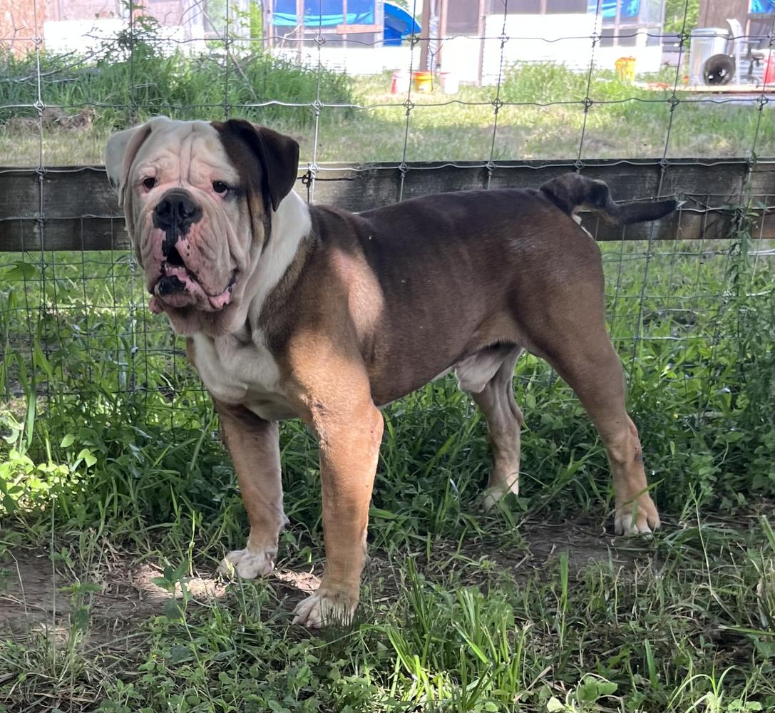 HAFEEZ KENNELS OX THE BULLDOG