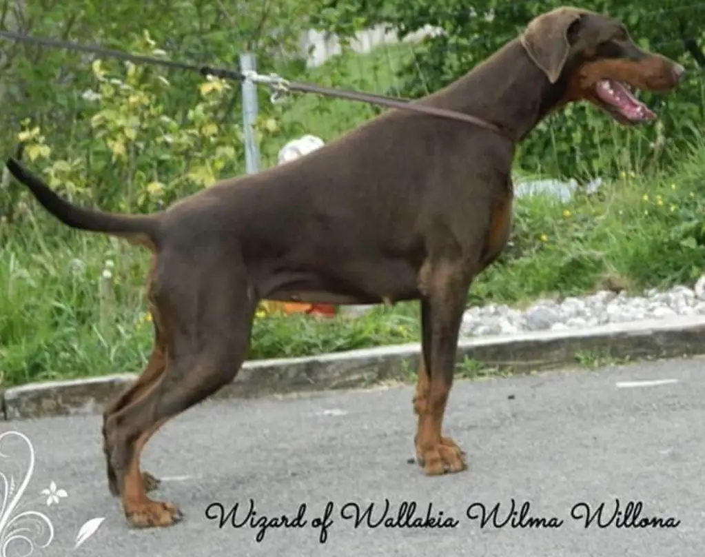 Wizard of wallakia wilma Willona