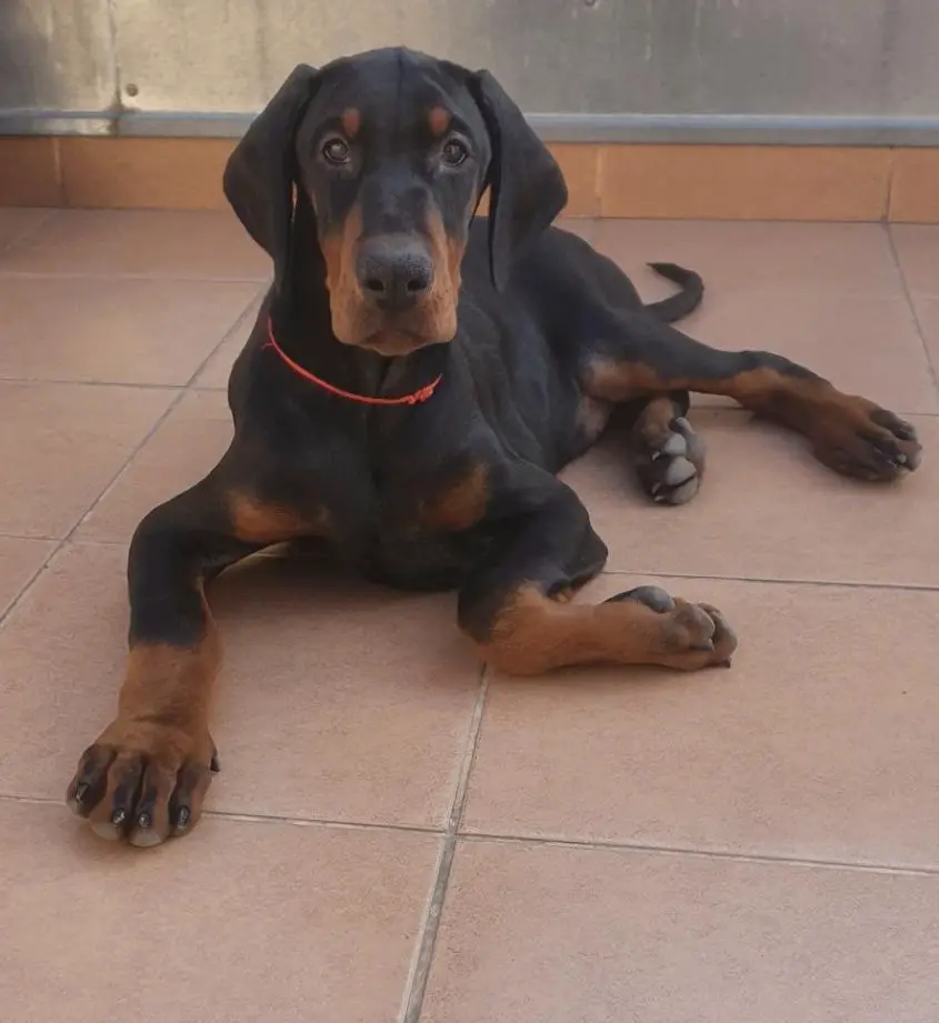Predatore Athos