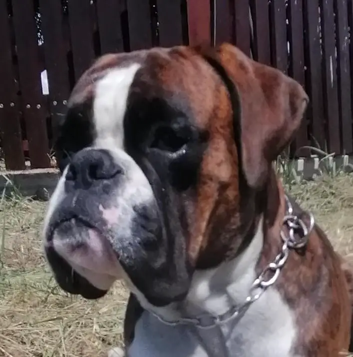 FAMIEL SIMON Fender Edda