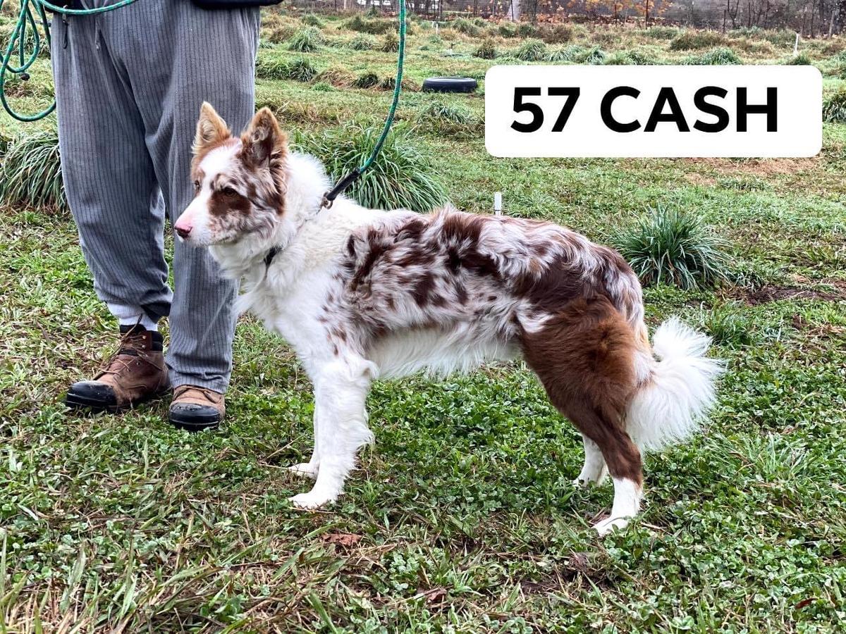 57 Cash ABC 425465