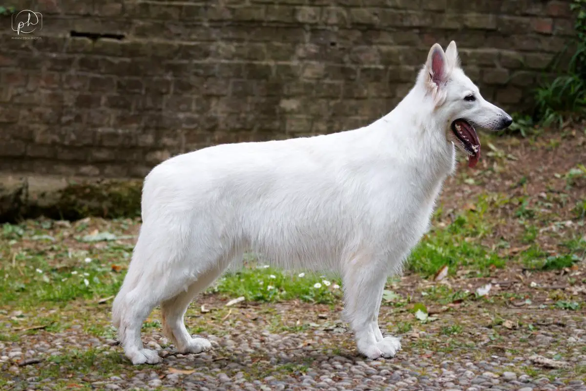 Catinelle di Temaline