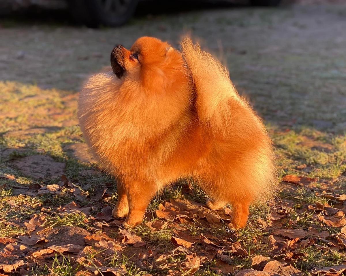 Timeless Poms Have The Look