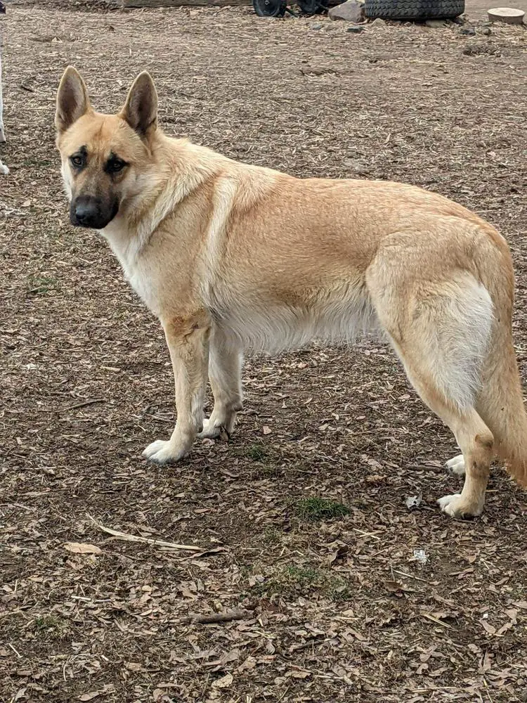 White Blonde Sable German Shepherd Shop All Blonde German Shepherd