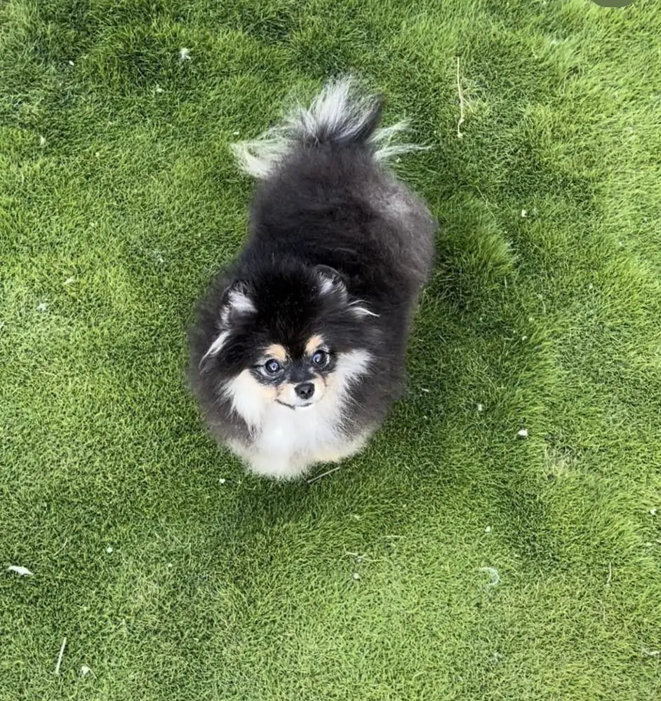 KUMA (ISIDRO)