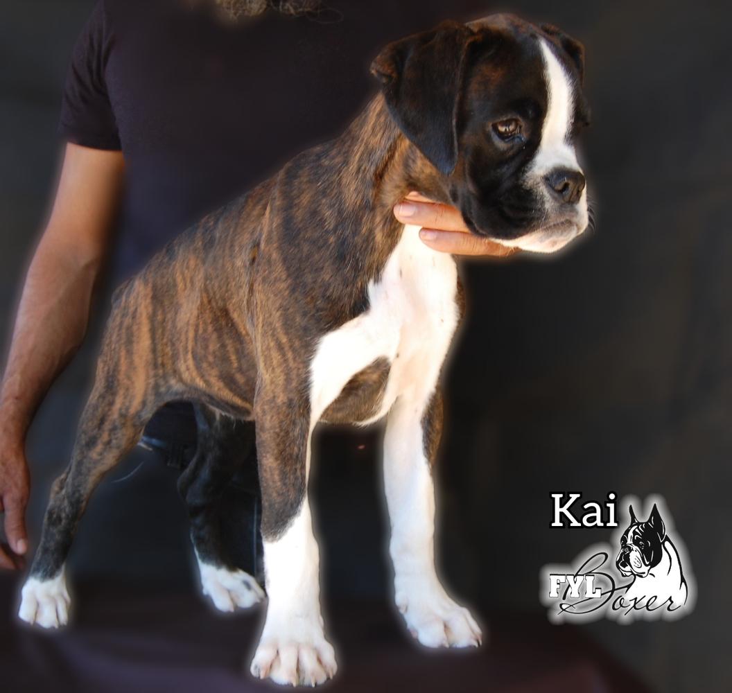 KAI (Preciado)