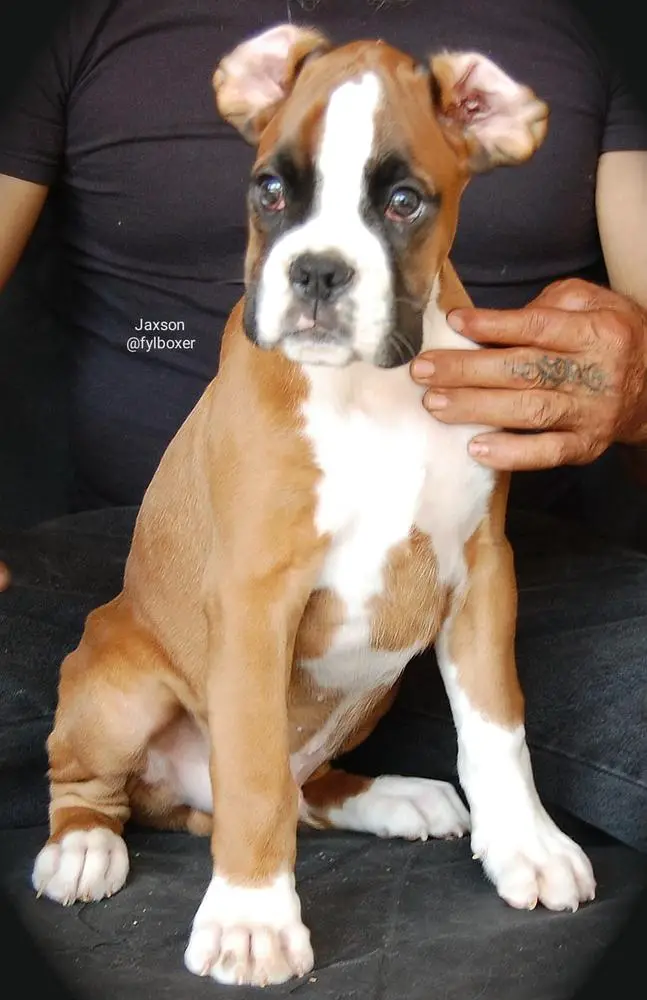 Jaxson (Preciado)