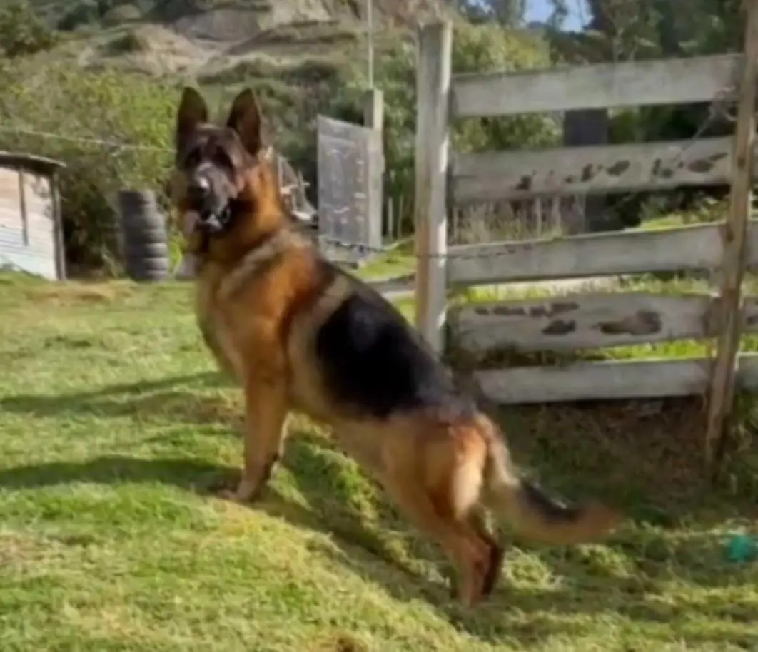 Baisha Vom Flusszuchter