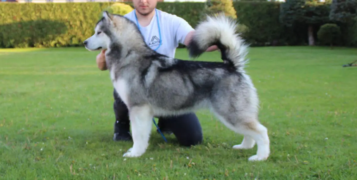 ROCKIN' MAPLES ROISIN Malamute Sanctuary