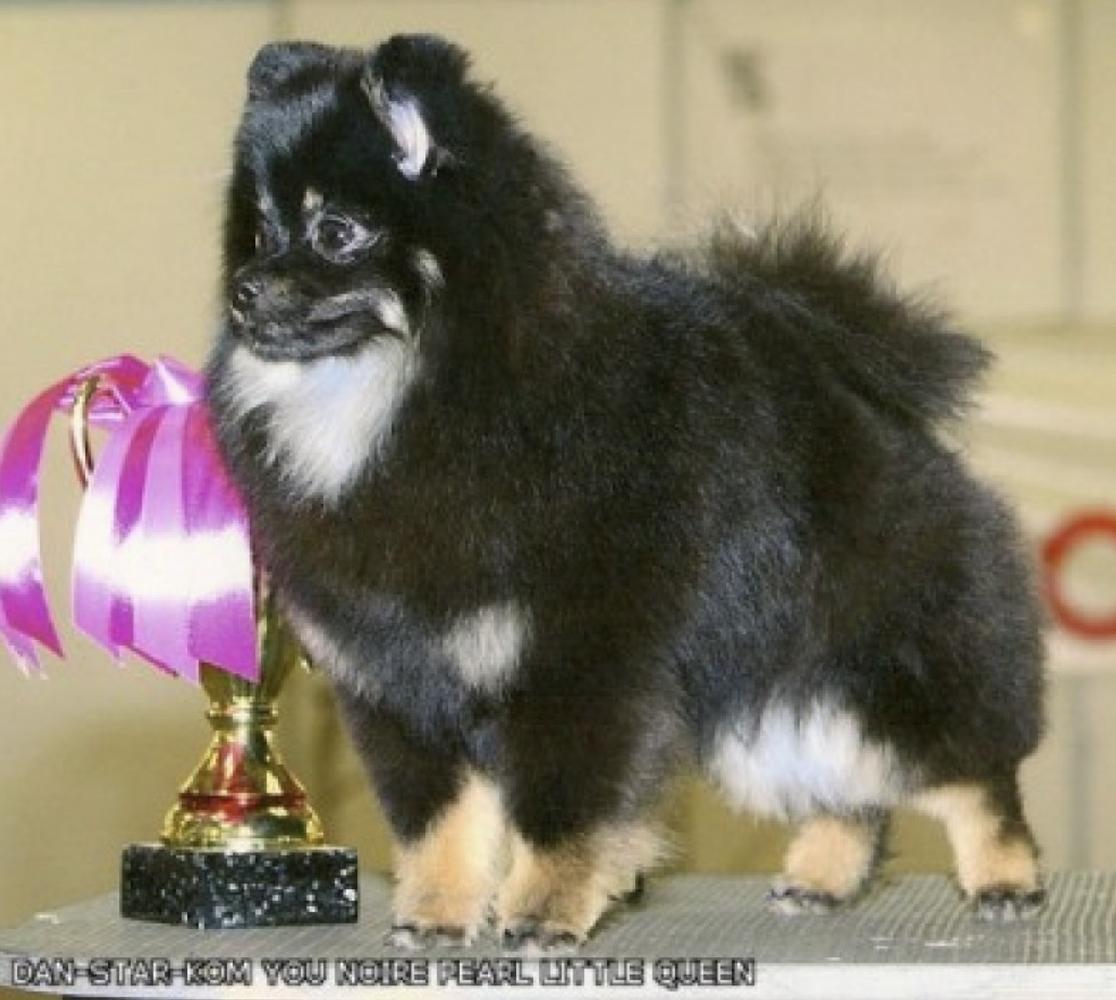 Dan-Star-Kom You Noire Pearl Little Queen’