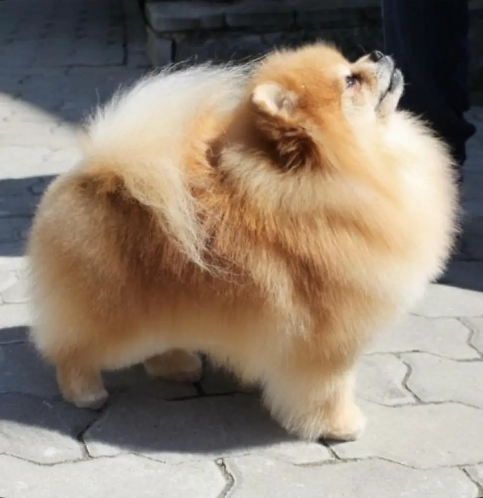 Aj's Dan-Star Firefox’