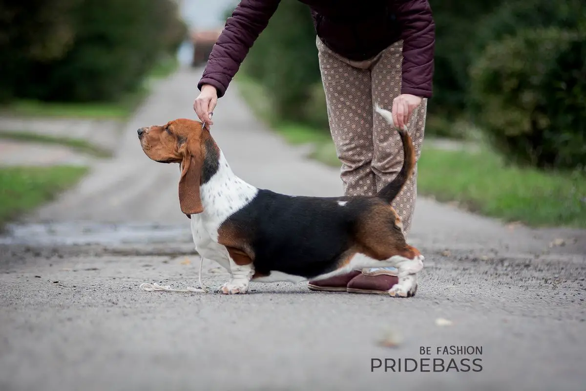 Pridebass Be Fashion