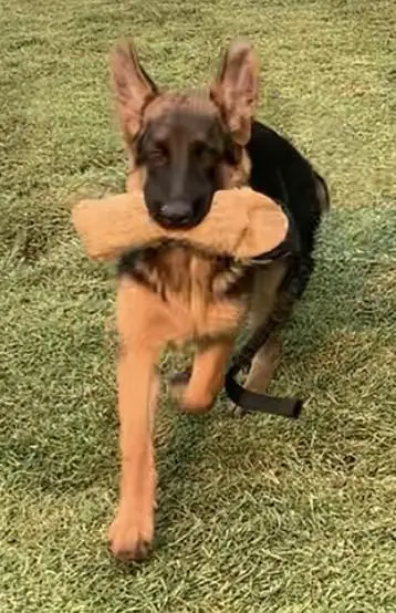 Havana vom Zeder Kamme