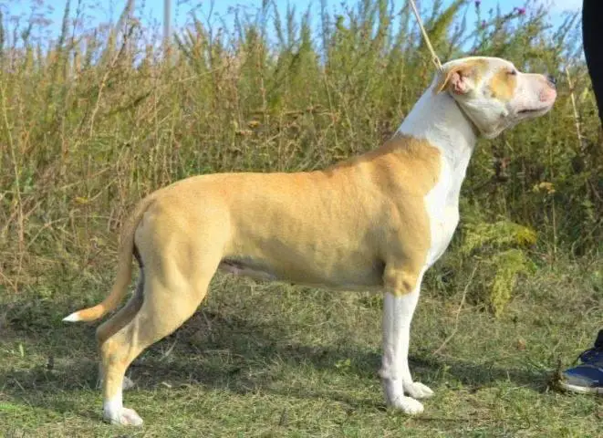 Zheltaia Rapsodia Carovnica