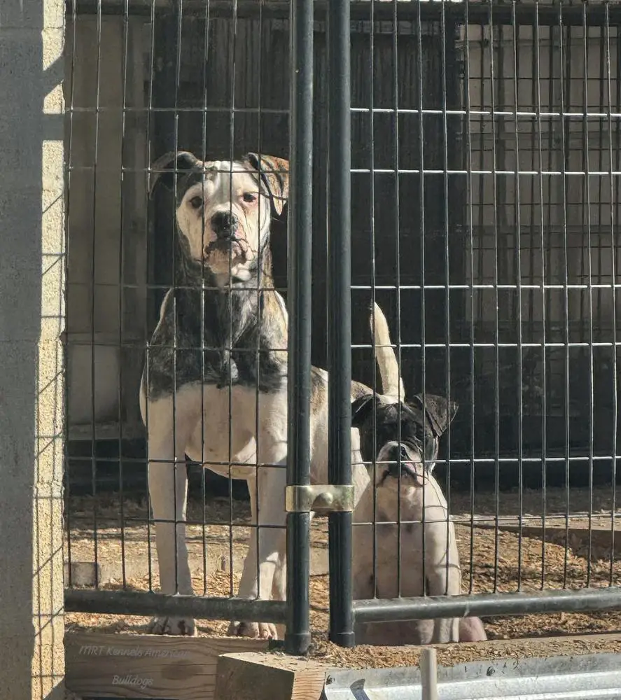 MCK’s Rahab of MRT's