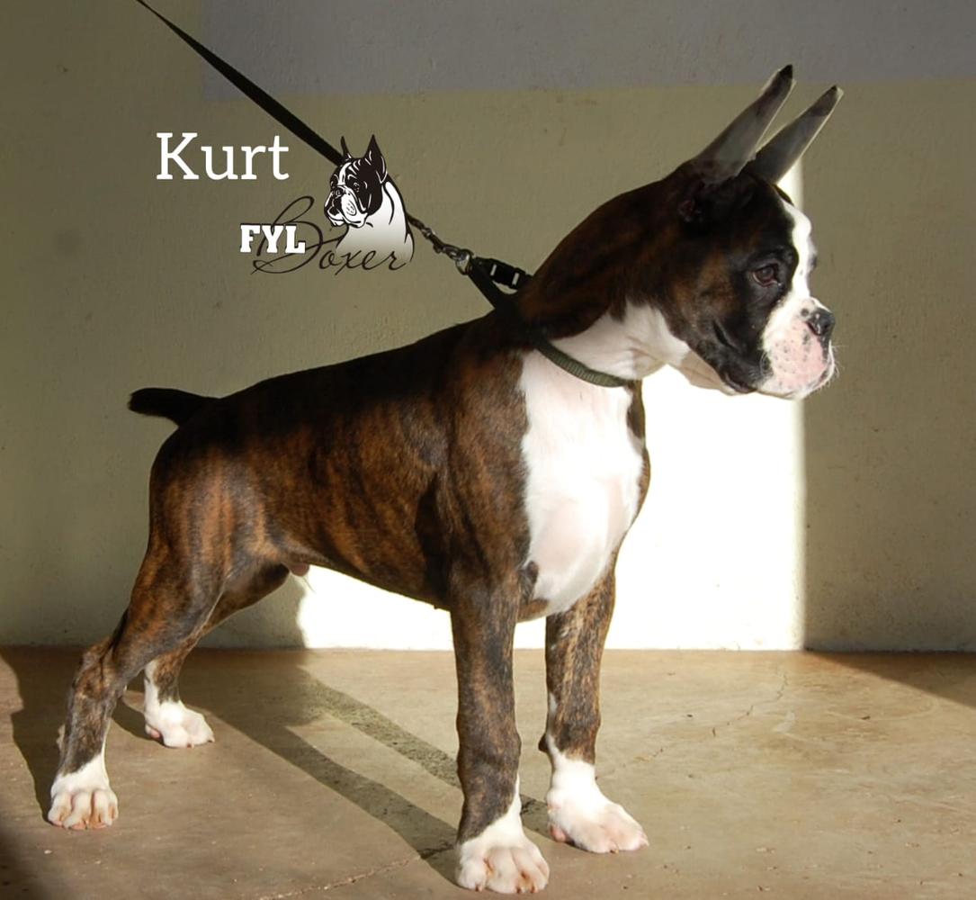 Kurt (Preciado)