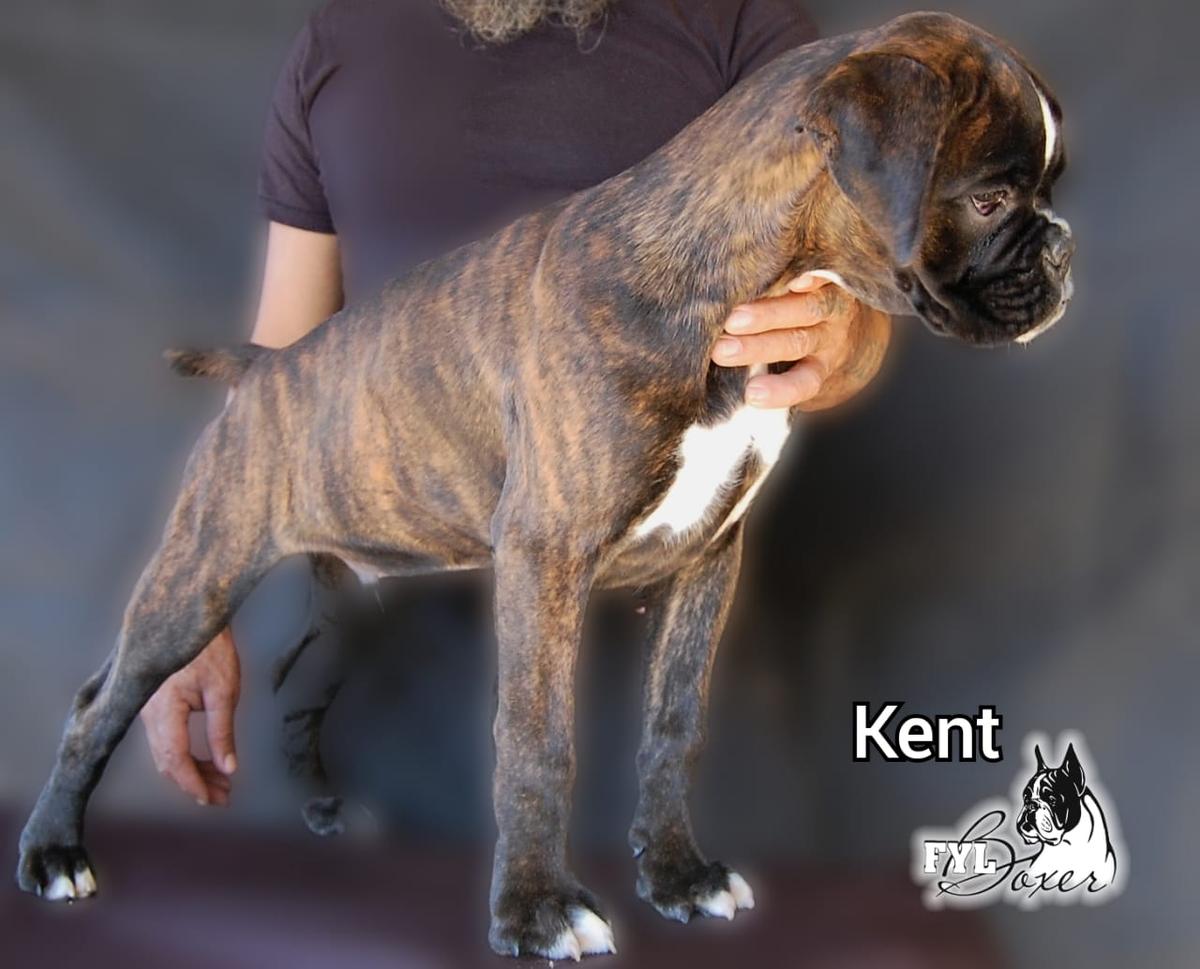 Kent (Preciado)