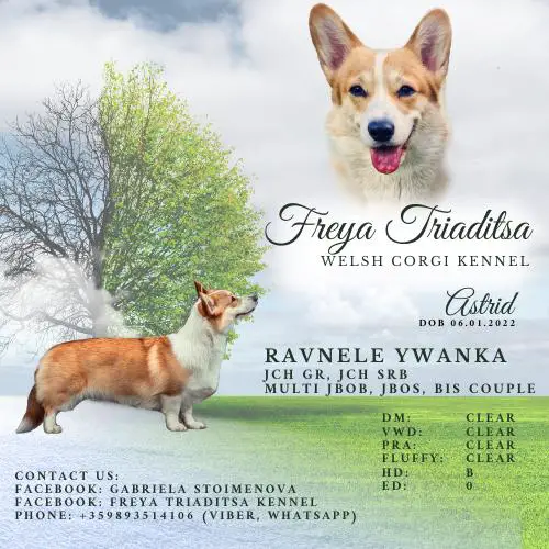 RAVNELE YWANKA