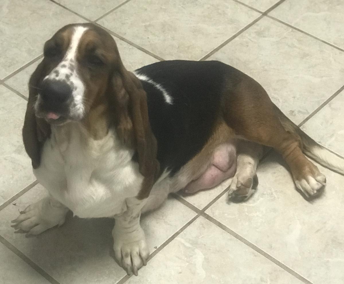 Maddie of Okefenokee Basset Hounds
