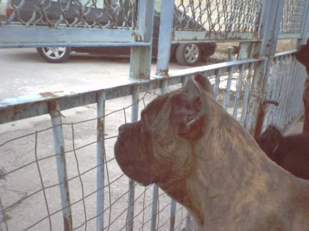 Reymysterio di Casa Ciani