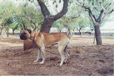 Saddam di Casa Bocci