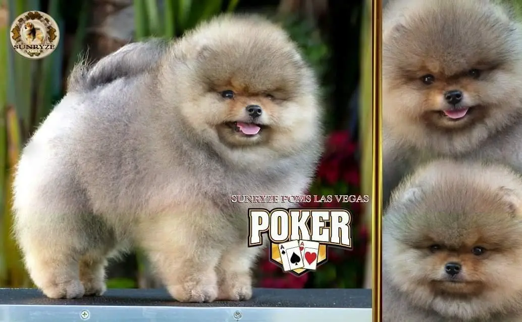 Sunryze Poms Las Vegas