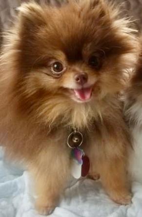 Dreamy Poms Bambino