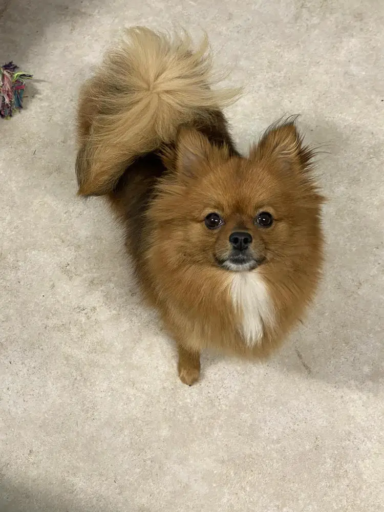 Bowpoms Lexi