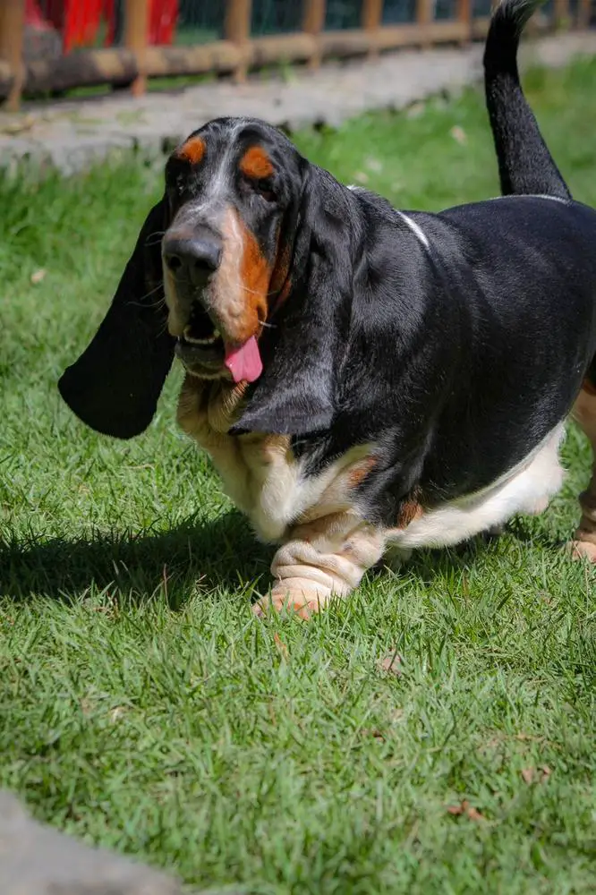 BRave Basset Bom Napoleon