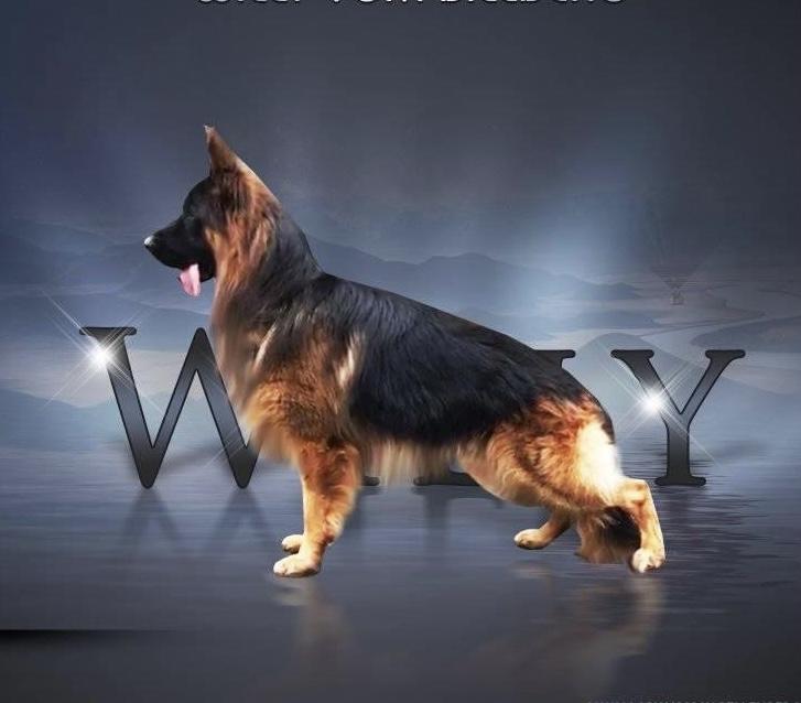 Va1 german hot sale shepherd 2018