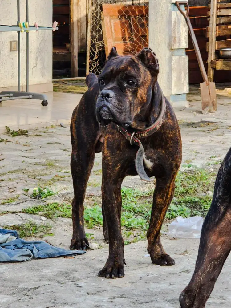 ZEUS of ABS Farm