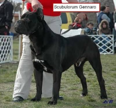 Scubulorum Gennaro