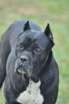 Arka