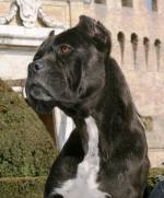 DOMIZIANA (LI04116510)