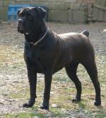 STELLA (NHSB BYL.G-1-2324183)