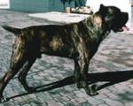 Argo.